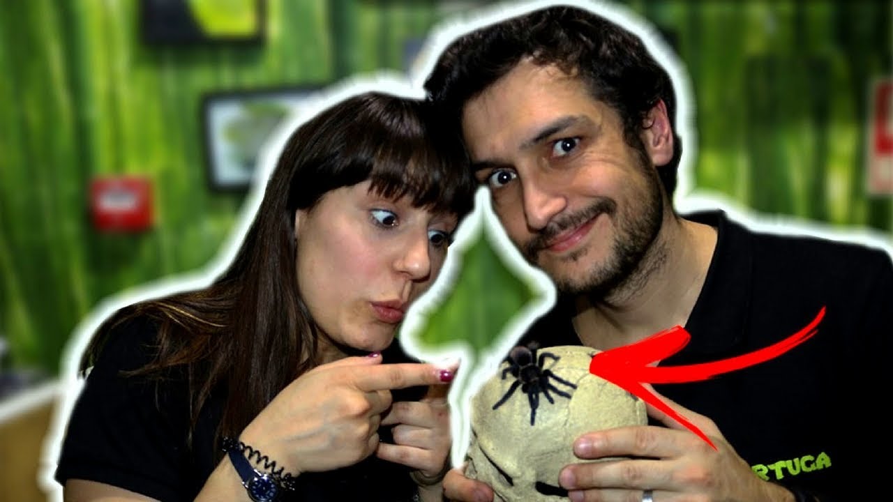 COMO MANTER UMA TARÂNTULA !