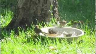 Birds Bathing in the Sun by discokatz 274 views 11 years ago 22 seconds