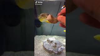 Amazing Pufferfish, Always Hungry, Funny Eating Show, Eat Every Seafood, Barry The Mbu Puffer