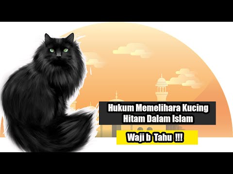 Video: Apabila kucing hitam berkeliaran dan labu bersinar?