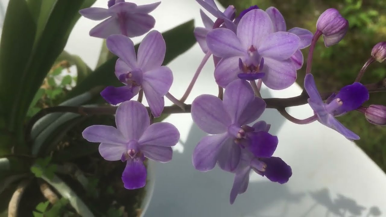 无名”的蓝色小花(姬蝴蝶兰X钻喙兰) 水苔种植Rhynchonopsis Kasorn's