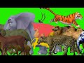Long side game with elephant, cow horsr hippo gorilla tiger! 3D animal games #cartoonfunnyvideo #cow