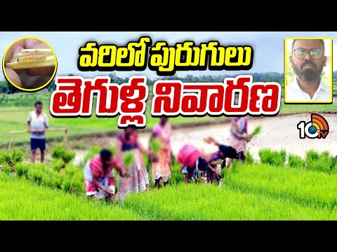 వరిలో పురుగులు, తెగుళ్ల నివారణ | Prevention of Insects And Pests In Paddy Crop | Matti Manishi| 10TV - 10TVNEWSTELUGU