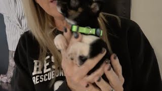 Volunteer Ozarks: Learn more about Springfield's Rescue One animal rescue
