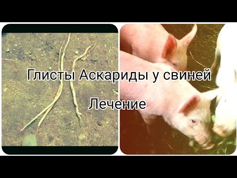 Купили поросят.Инвестиция на