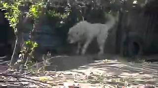 SAM 0699