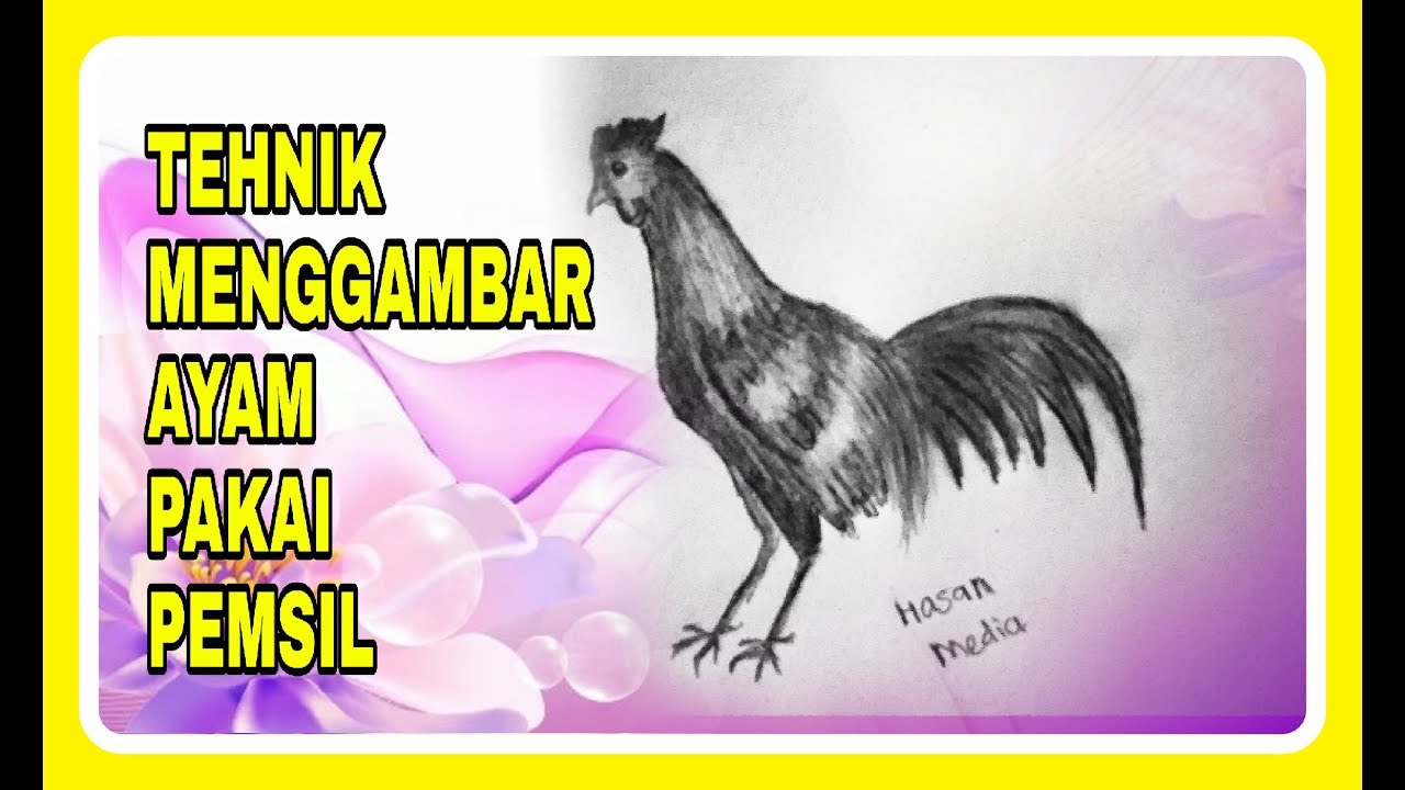 100 Gambar Ayam Dari Pensil HD 100 Gambar Ayam Dari Pensil HD