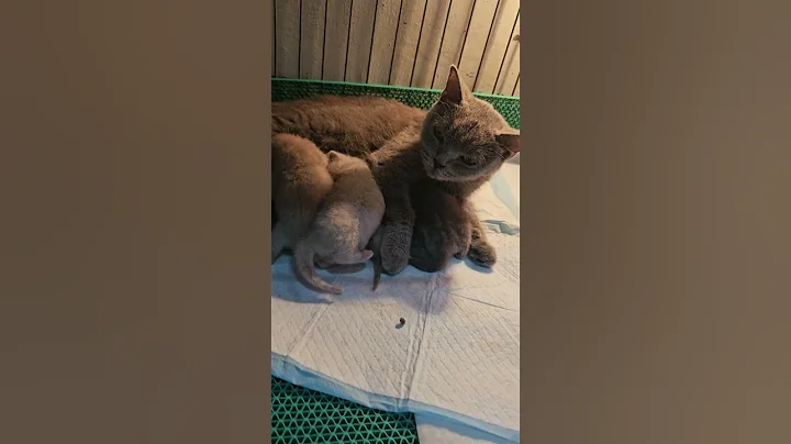 Watch the video about Baby BSH genap 2 minggu #youtubeshorts #cat #britishshorthair #kitten