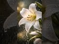 #asmr #rain #shorts orchid