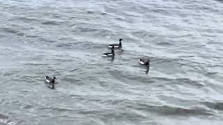 Ducks synchronized swim