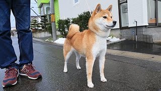 七飯の柴犬「紅桜」　日本犬展覧会で日本一に