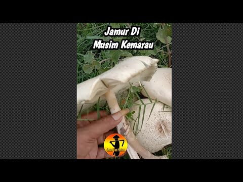 Video: Jamur Musim Gugur Apa Yang Bisa Dikeringkan