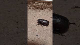 What Type Of Beetle Is It?