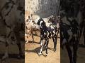 Gujri Goat #azharvlogs #goat #bakr #youtubeshorts #shorts #trendingshorts #viral #animals #animal