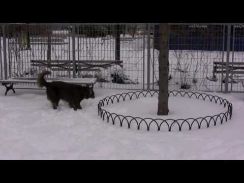 Gracie in the Snow