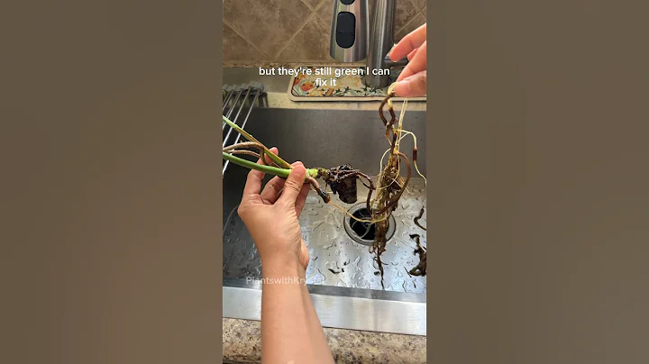 How I’m fixing my rotting monstera deliciosa #plantlovers #monsteraplant #rootrot