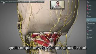 THE ANATOMY OF HEADACHES & MIGRAINES 💥