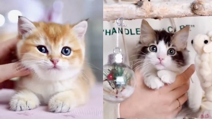 Video 11502761: cutest cats compilation funny, best funny cats compilation, cats compilation cute funny