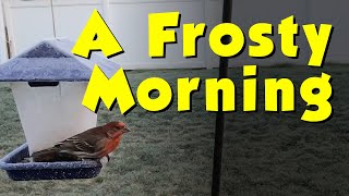 A Frosty Morning by Just Ohio Birds 4 views 1 month ago 12 minutes, 42 seconds