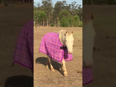camera iphone 8 plus apk Ello Wild Brumby in pink
