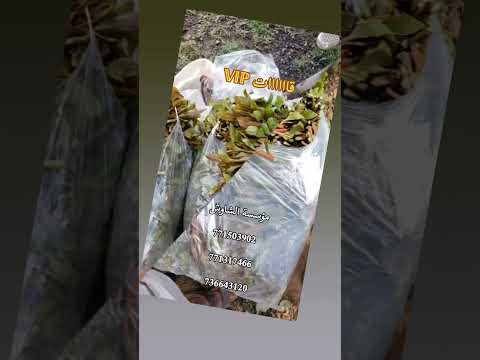 مؤسسة الشاوش صنعاء الاصبحي سوق المقالح جوار مطاعم جالكسي للحجز 771503902 771317466 736643120