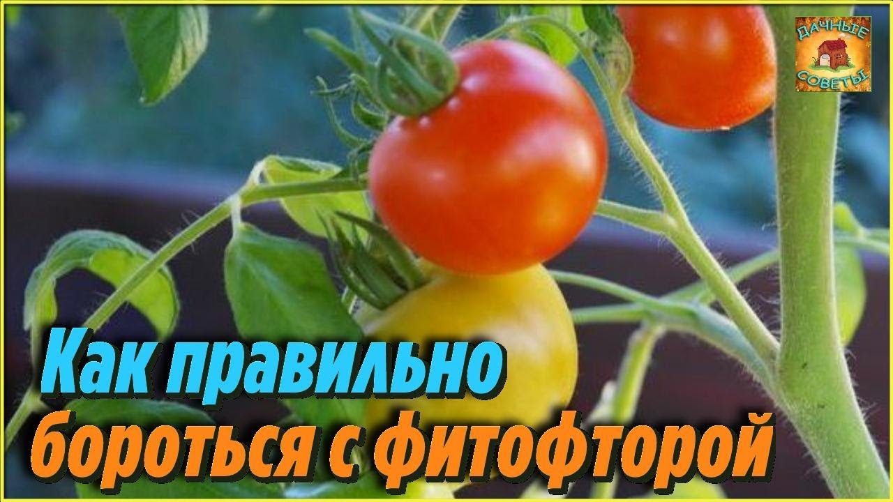 Как избежать появления фитофторы на томатах. Проверенные народные советы огородникам