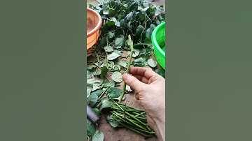 hướng dẫn cách cắt ươm tiêu srilanka