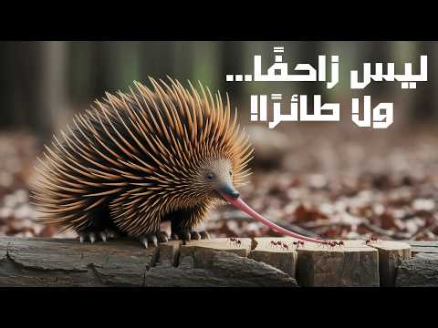 الإيكيدنا آكل النمل الشوكي الأغرب في العالم