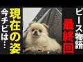 【最終回】今チビは…現在の姿。最後の動画になります