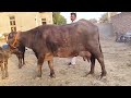 M.9784925617 दूसरा बियात for sale 💯🐃
