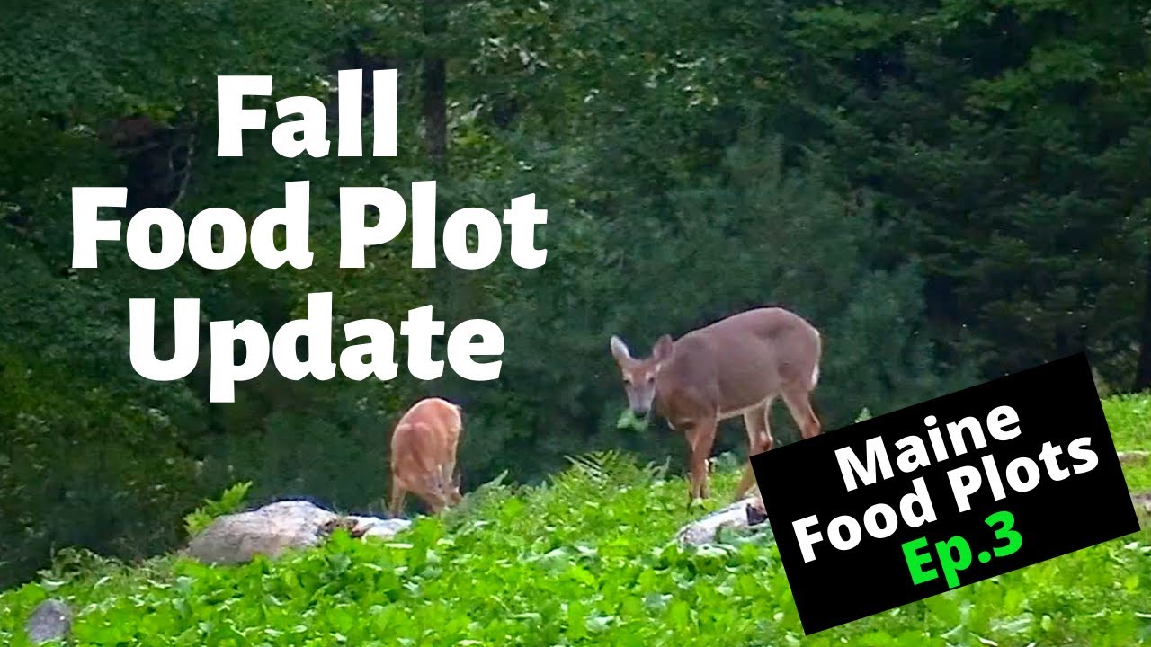 Fall Food Plot Update | Maine Food Plots Ep.3