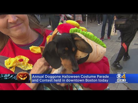 Video: Pet Scoop: New York Dogs Parade in Costume, Turis Tahoe Mengambil Selfie Beruang Berbahaya