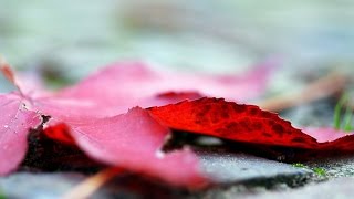 Bir Elif Miktarınca Mehmet Ercan - Yorum Alper Burak Öztürk