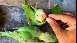 Baby Green Parrot Care feeding - Alexandrine Raw baby Babies Growing Tips - Talking Parrot baby