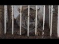 Capturan gato montes en calles de Matamoros