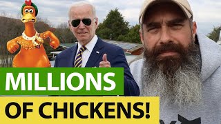 Now The Government KILLS ALL Backyard Chickens
