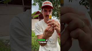 Uruçu Amarela: Brazil's Rare, Stingless, BUT BITE-Y Bee! #shorts