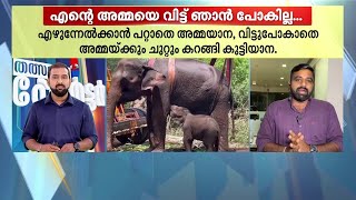 അമ്മയ്ക്ക് വയ്യ.. ഞാന്‍ വേണ്ടേ കൂടെ നില്‍ക്കാന്‍!! അമ്മയാനയെ വിട്ടുമാറാതെ കുട്ടിയാന