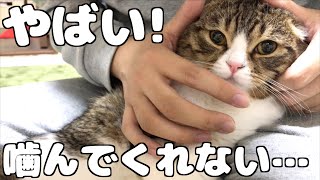 猫が噛んでくれなくて困り果てたスネイプ先生