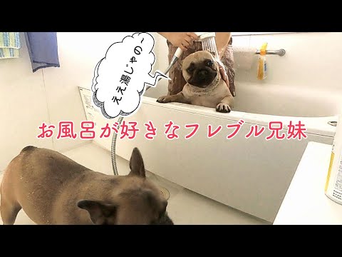 お風呂が好きになったフレンチブルドッグ兄妹