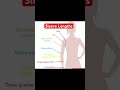 Sleeve Lengths #patternmaking #sewingpattern #patterndrafting #sleevesdesign