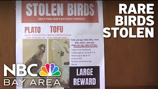 Rare birds stolen from Feathered Follies store in Concord