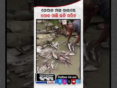 ଭୁଲରେ ବି ଖାଆନ୍ତୁନି ନେପାଳ ମାଛ, ଭାରତ ସରକାର କରାଇଲେ ସତର୍କ #nepalfllod #ytshorts #shortsvideo #fish