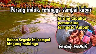 Bahan murah super amis bikin induk ngumpul! umpan Galatama lele. Lomba mancing