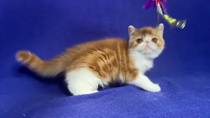 Video 6592771: exotic shorthair male kitten, white exotic shorthair kitten, exotic shorthair cattery, exotic shorthair red white