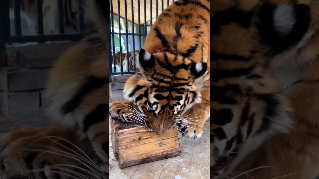 Tiger's Nails are Very Sharp | Nouman Hassan |