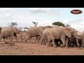 Huge Elephant Herds in Ol Kinyei Conservancy &amp; Meru National Park