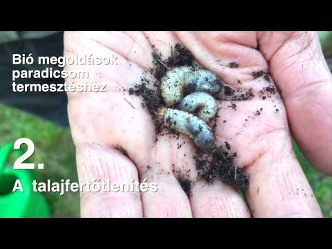 Videó: A hínár talajának módosításai – Ismerje meg a hínárműtrágyák használatát