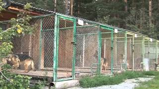 07.08 Экскурсия в питомник для служебных собак