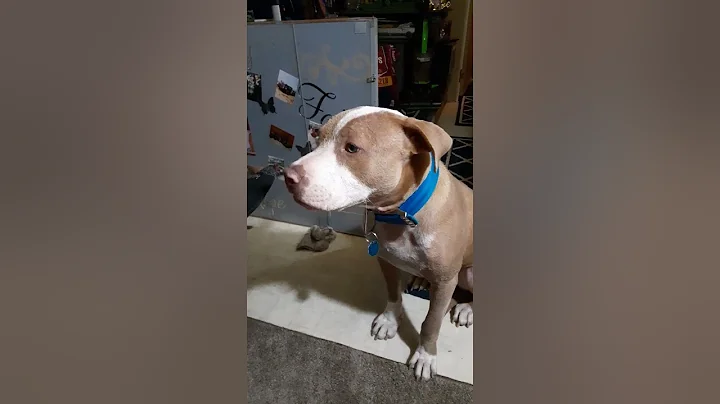 Our "Baby Boy" talking to us...